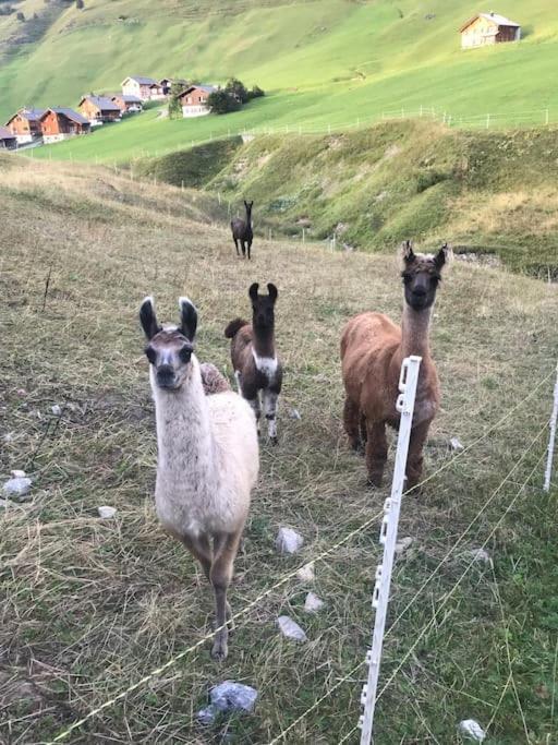 Jurte Beim Lama- & Alpakahof Triesenberg 호텔 외부 사진